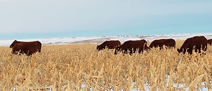 20201230_162417.jpg