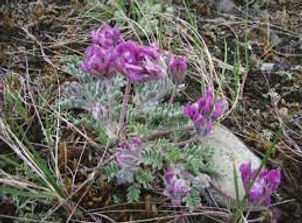 Hare footed locoweed.jpeg