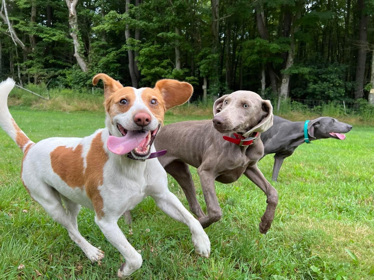 Lucky Dog boarding