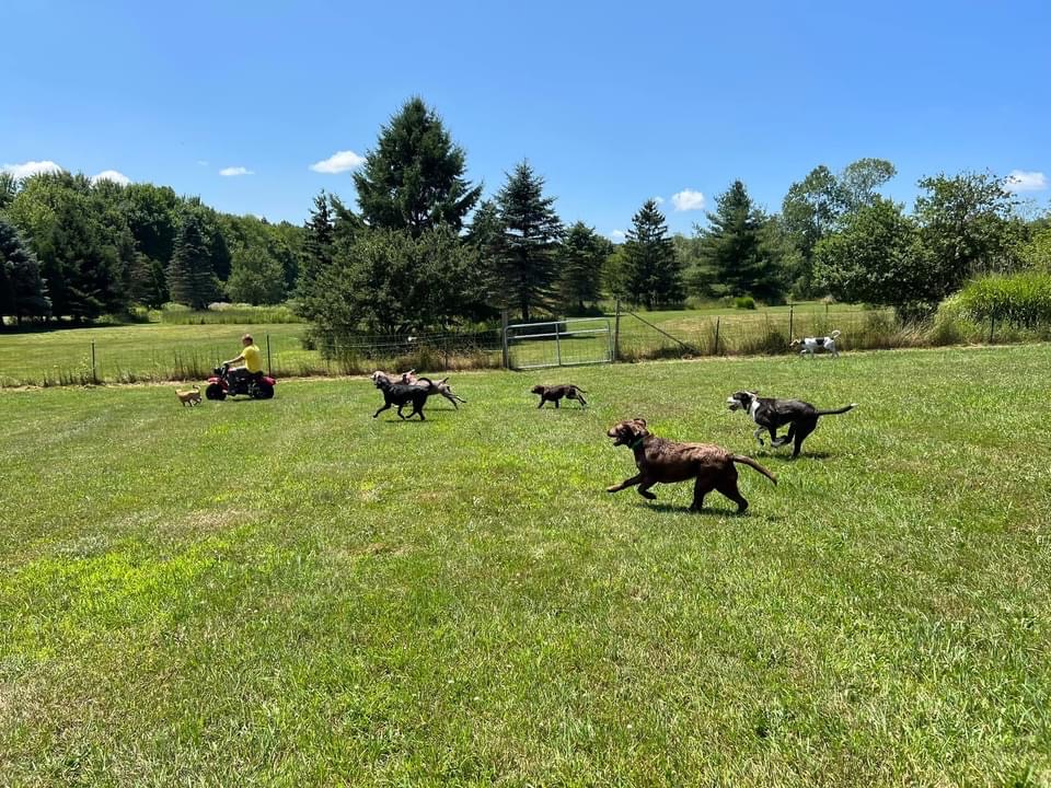 Dogs at Lucky Dog daycare
