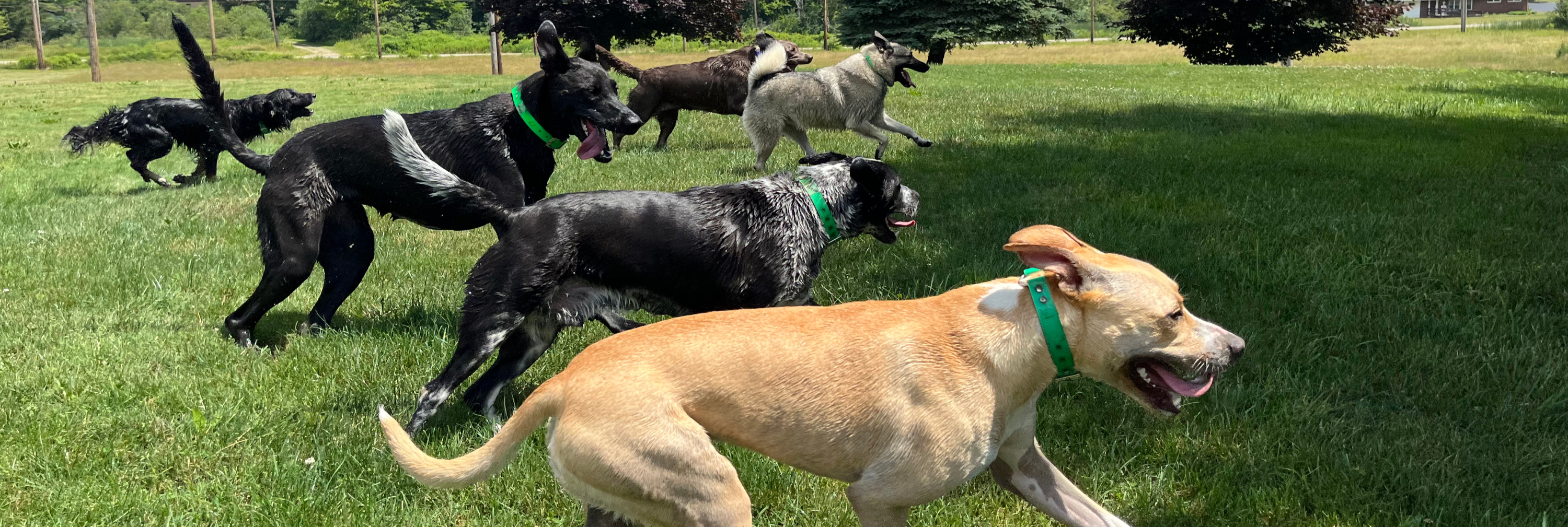 Lucky Dog daycare