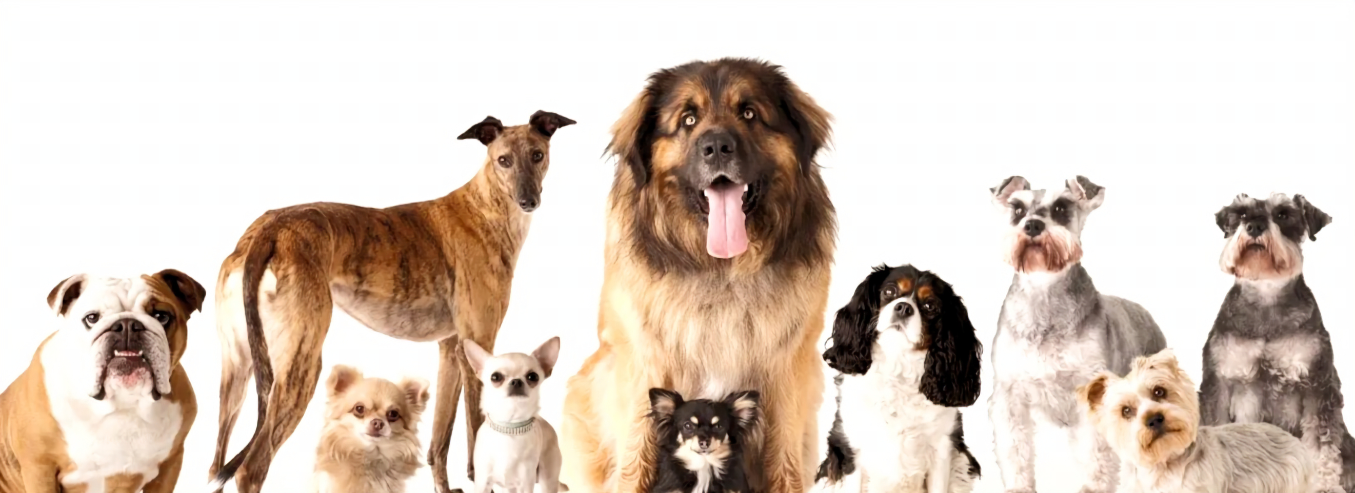 Dogs at Lucky Dog