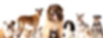 dogs_edited_edited_edited_edited_edited.jpg
