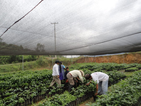 Viveros de Café, Sto Domingo Roayaga, Oaxaca