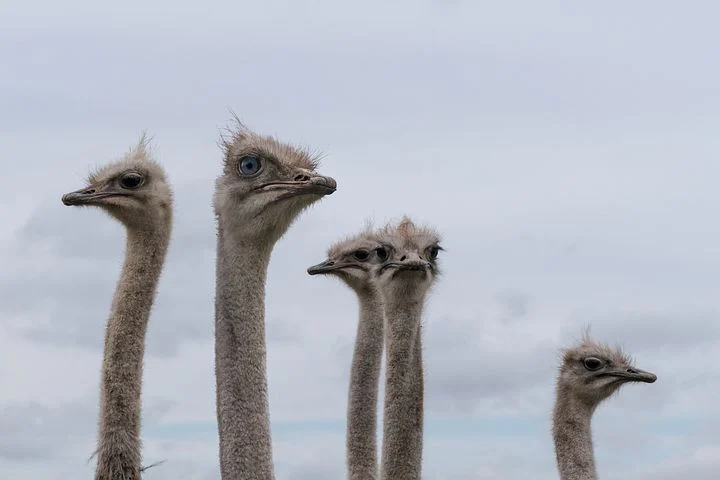 ostriches-7928280__480.webp