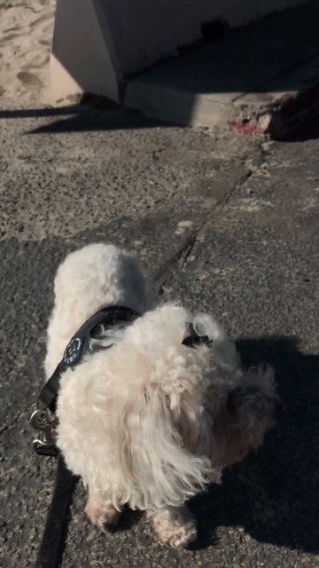 IMG_5533-ANIMATION.gif