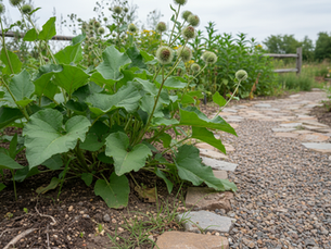How to Identify and Eliminate Burdock with Natural Removal Tips