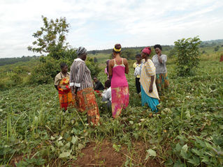 Harvesting sweet potato with the Wangari Women's Project