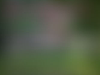 Sommerfest im Kirchgarten