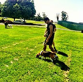 Dog Tracking class