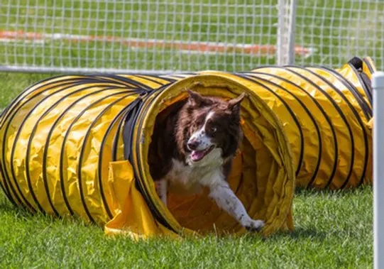 agility class near me