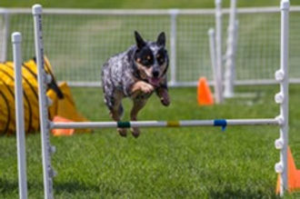 Dog Agility Course