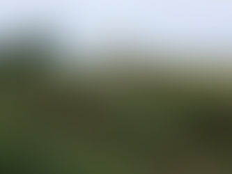 Scandale de l'arrachage des arbres