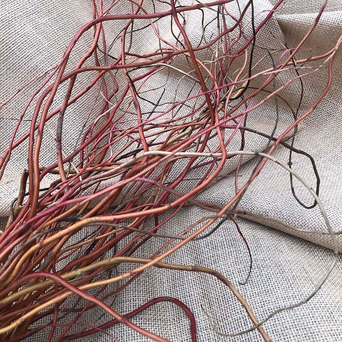 ornamental-curly-willow_3601.jpeg