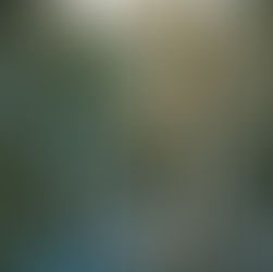 В стране колоссальных елок Дугласа