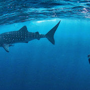 Коралловое побережье, Зап Австралия.