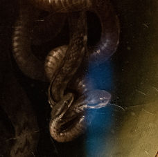 БЕЗЗВУЧНЫЙ КРИК