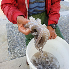 Сьежившиеся осьминоги