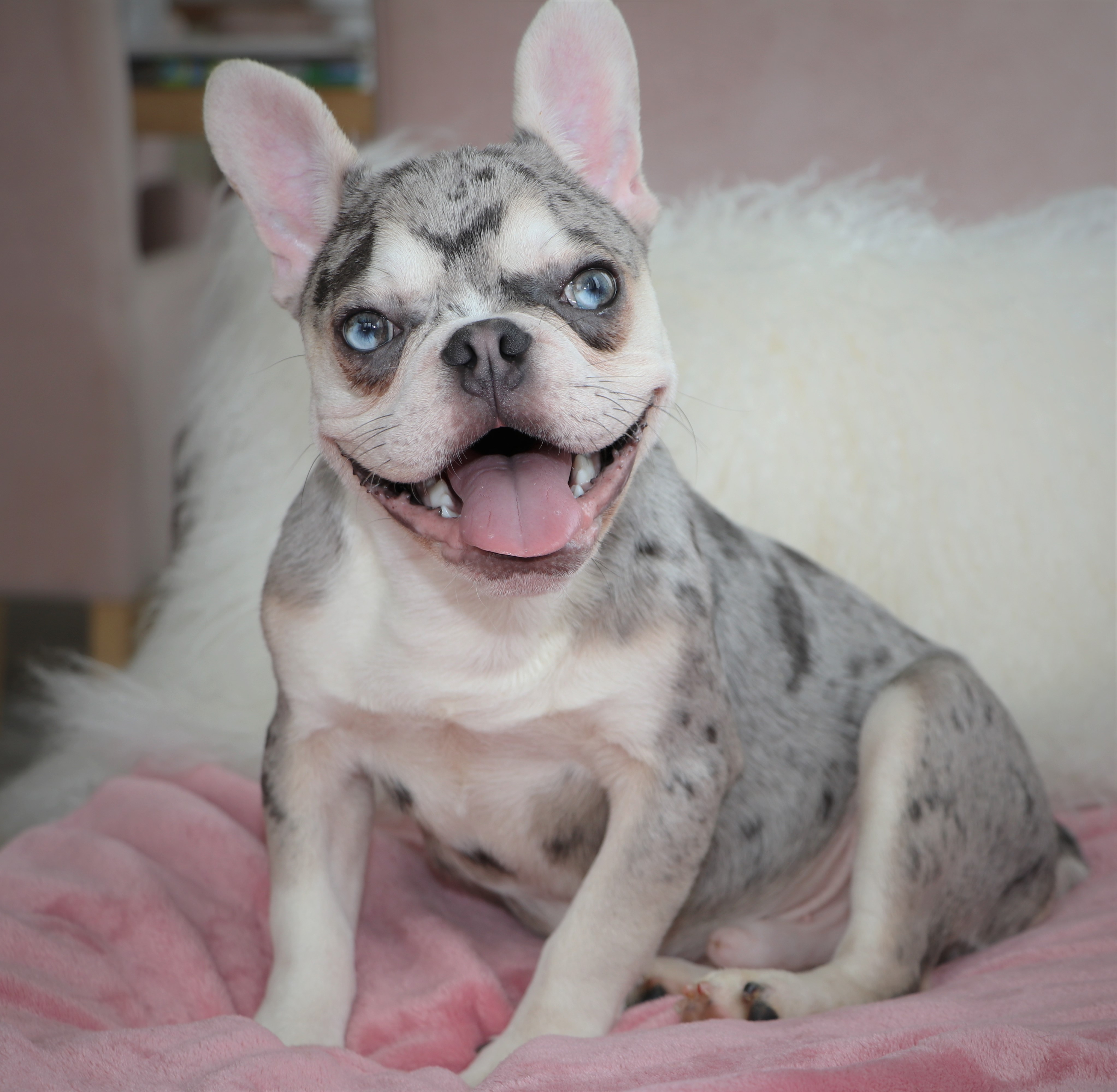 littlestarsweb | French Bulldog Available