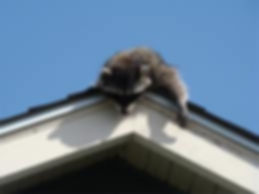 raccoon8.jpg