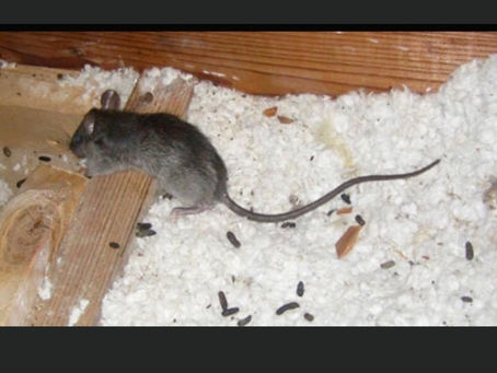 Why Do At Home Methods Not Work for Roof Rats?