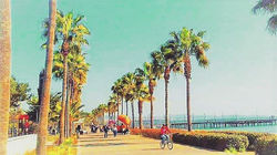 Beautiful destination - palm trees #lima