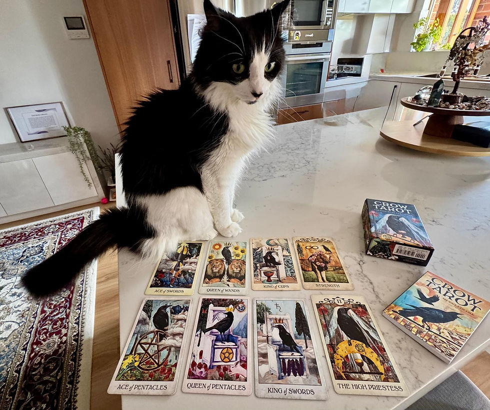 Eye-level view of a spread of Crow Tarot cards laid out on a dark wooden table