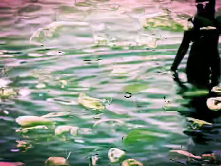 'Selkie'... a short clip inspired by footage captured out and about in nature over the past week.