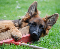 Chien qui vole ou détruit