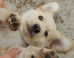 Mordillements du chiot