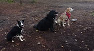 socialisation