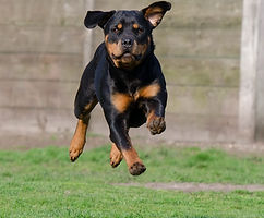 Un bon rappel de son chien
