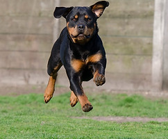 Un bon rappel de son chien