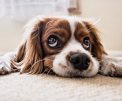 Chien qui est malpropre