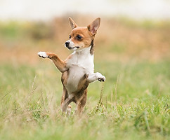 Chien qui saute