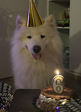 Anniversaire chien