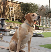 chien assis