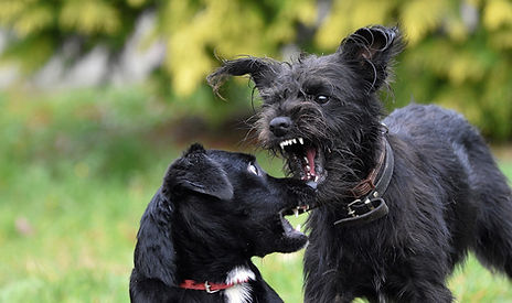 Chien agressif