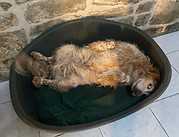 Chien couché dans son panier