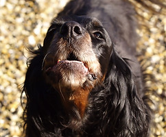 Chien qui aboie