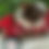 Thumbnail: Micro Chocolate Parti Yorkie