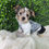 Thumbnail: Parti Yorkie Male