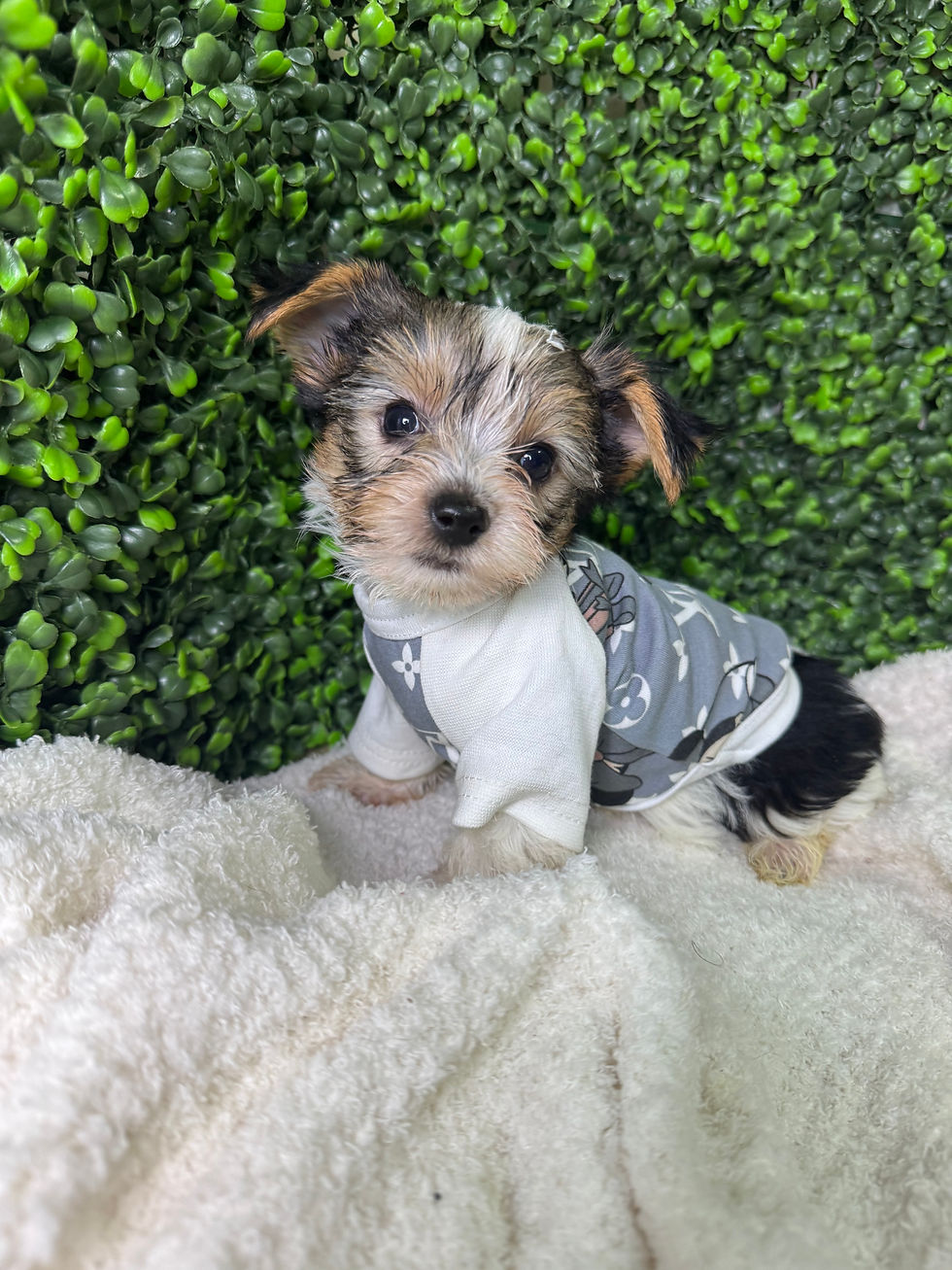 Parti Yorkie Male