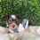 Thumbnail: Chocolate Tricolor yorkie 