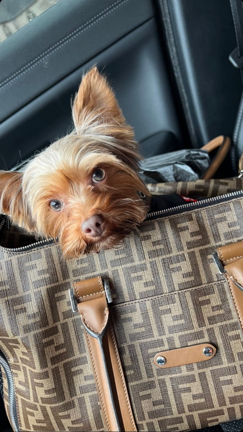 STUD SERVICE AKC Chocolate Yorkie