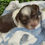 Thumbnail: Chocolate Tricolor yorkie 
