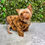 Thumbnail: STUD SERVICE AKC Chocolate Yorkie
