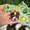 Thumbnail: Chocolate Parti Yorkie