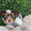 Thumbnail: Chocolate Tricolor yorkie 