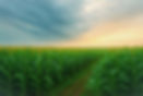 Agricultural field representing growth and planting new patterns in relationships